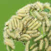 Milkweed Tiger Moth (Milkweed Tussock Moth)