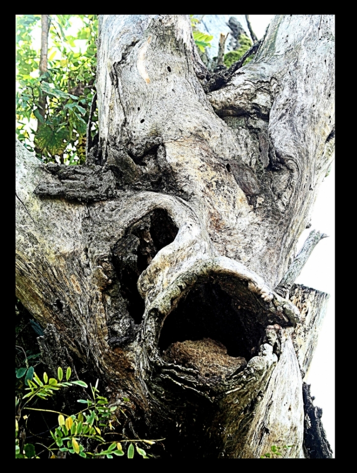 L'urlo dell'albero feritopotature scrite di kaira