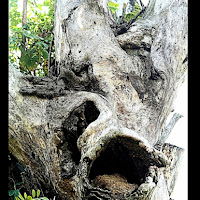 L'urlo dell'albero feritopotature scrite di 