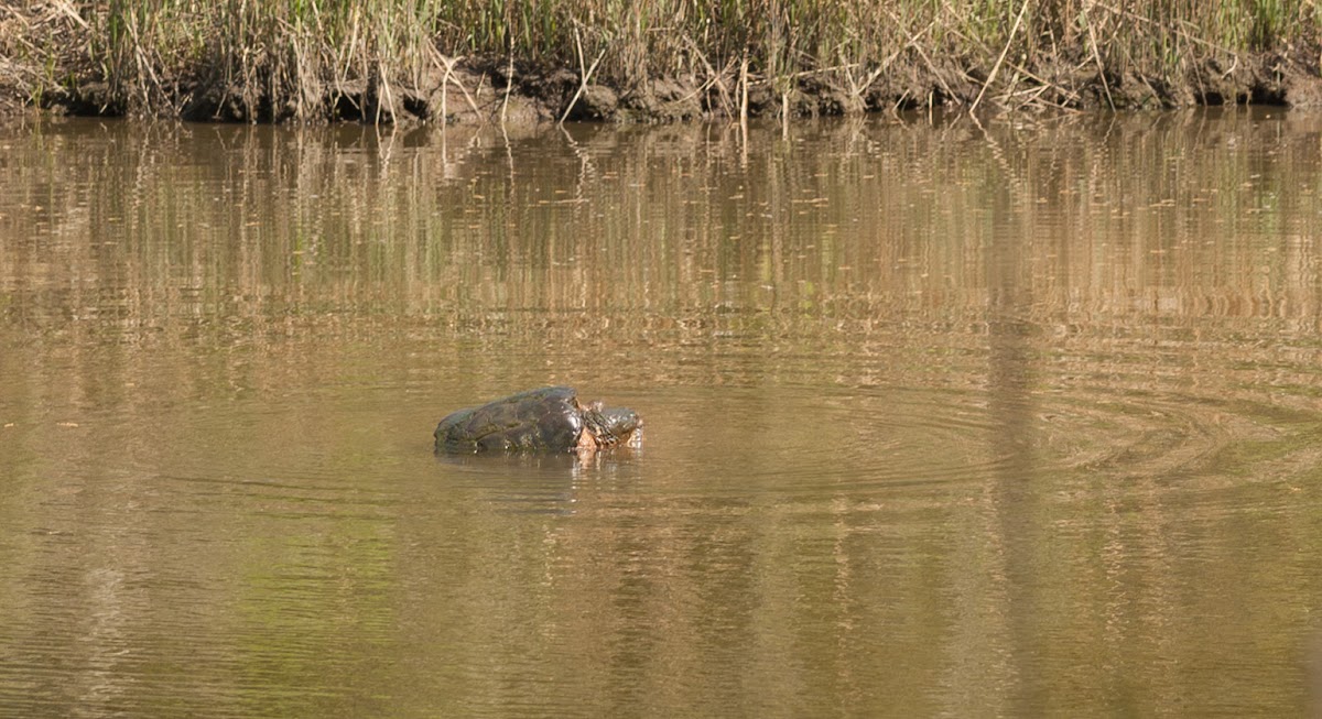 Snapping Turtle