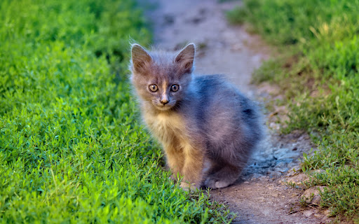 Curious Gray Kitten Explores the Sunny screenshot 2