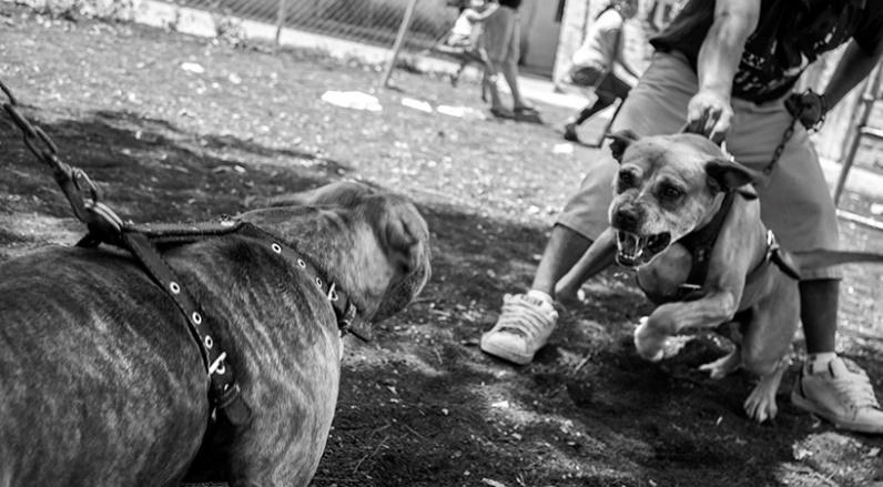 Resultado de imagen de PELEAS DE PERROS