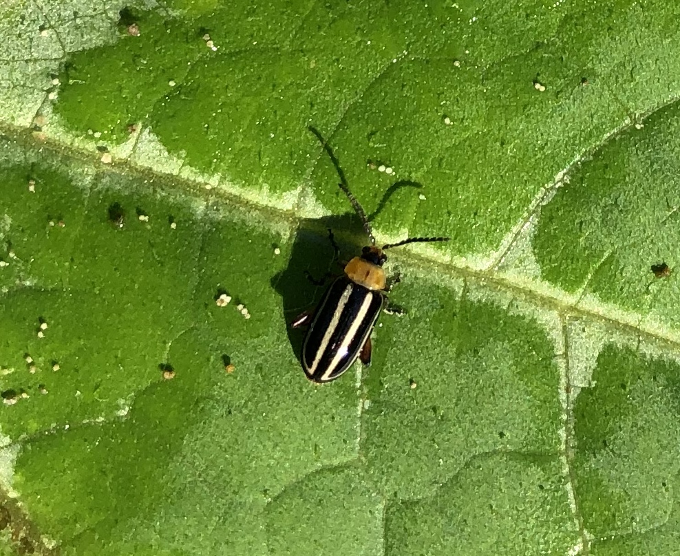 Pigweed Flea  Beetle