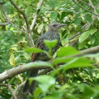 Brown-eared Bulbul