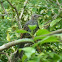 Brown-eared Bulbul