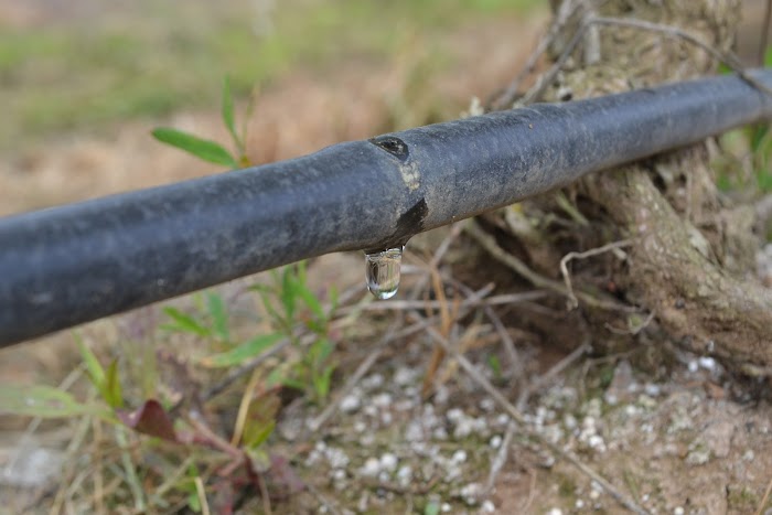 Close-up of an active dripper