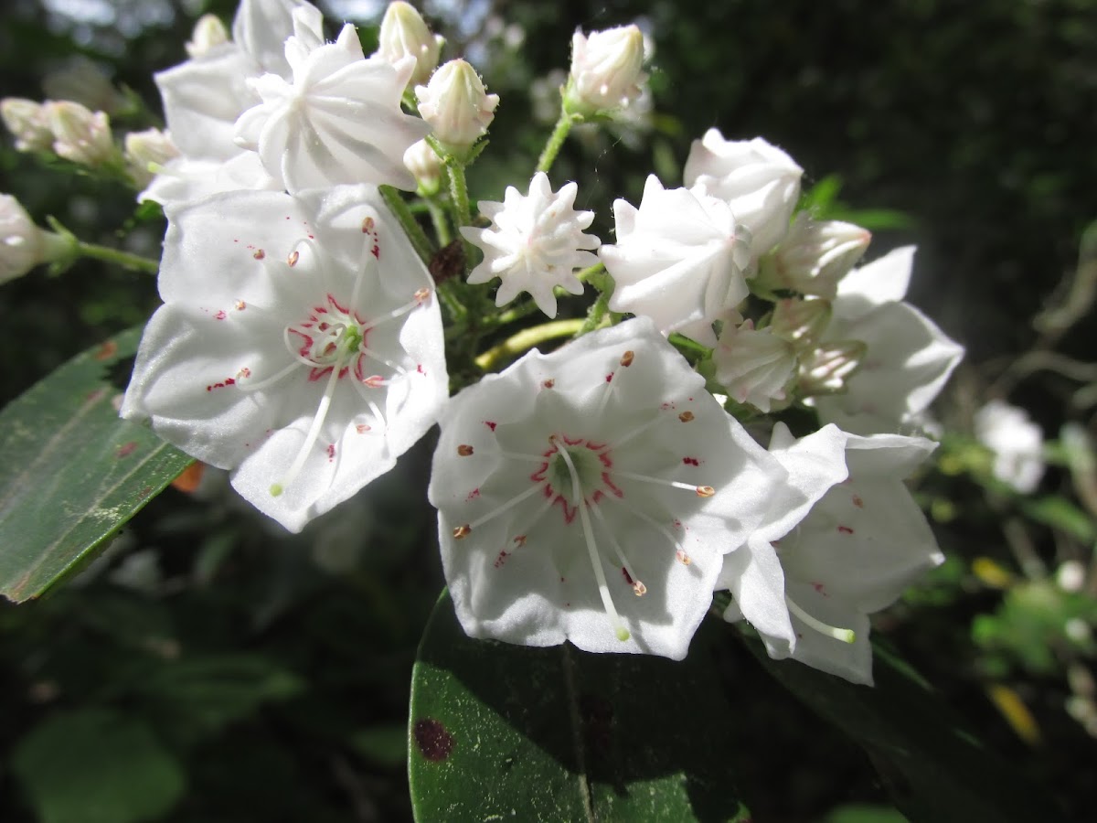 Mountain Laurel