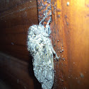Orange wing Cicada