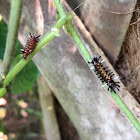 Milkweed Tiger Moth Caterpillar