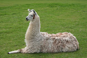 A llama lying down. File photo.