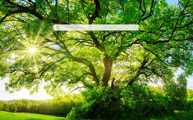 Oak Tree HD Wallpapers New Tab