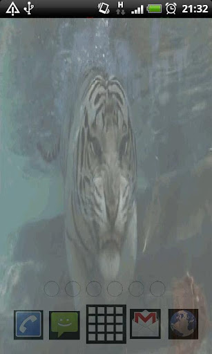 Tiger In Water Live Wallpaper