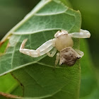 White Crab spider