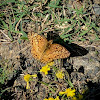 Variegated Fritillary