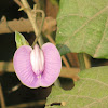 Spurred Butterfly Pea