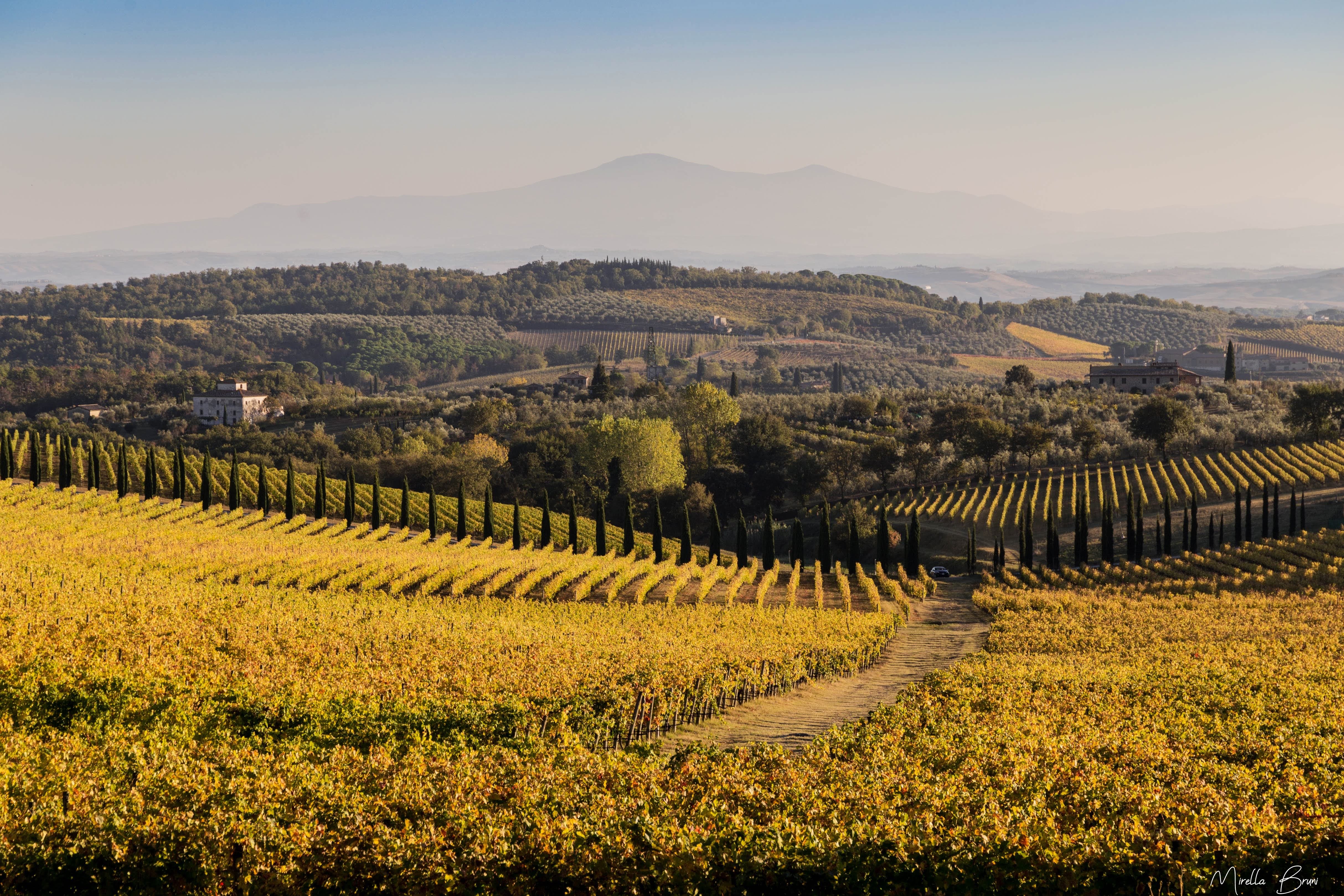 Vigneti autunnali a San Gusmè, Gaiole in Chianti