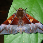 Erebid Moth