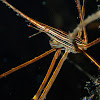 Yellowline Arrow Crab