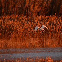 In giro al tramonto  di 