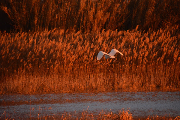 In giro al tramonto  di Luca_ph