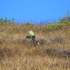 Prickly pear cactus