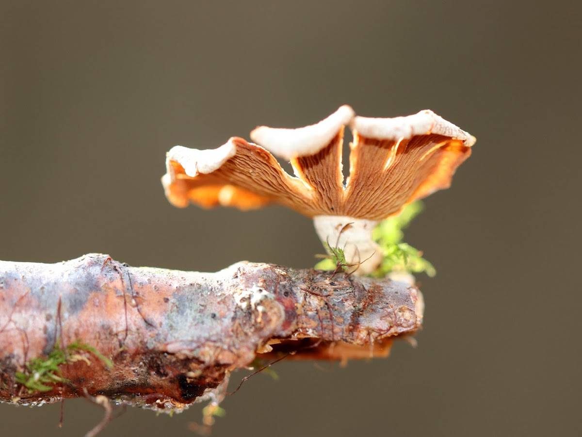 Bitter Oyster