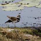 Killdeer