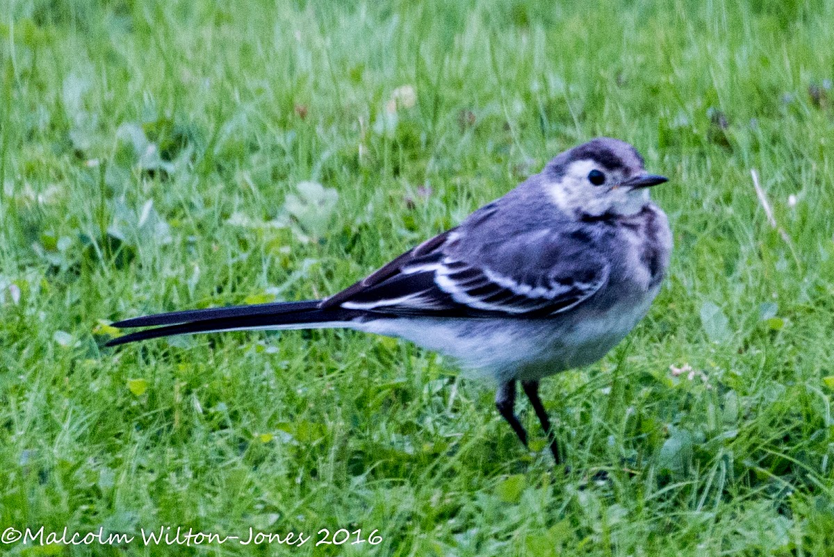 Pied Wagtail