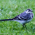 Pied Wagtail