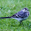 Pied Wagtail