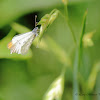 Falcate Orangetip