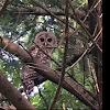 Barred Owl