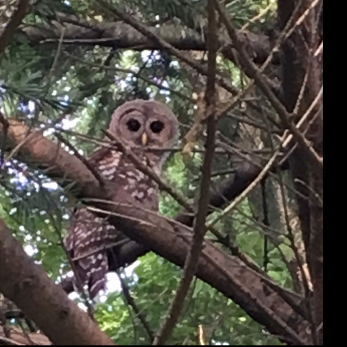 Barred Owl