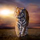 Download 5D Tiger Live Wallpaper For PC Windows and Mac 1.0