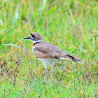 Killdeer