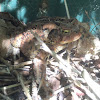 Fowler's Toad