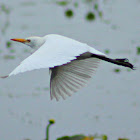 Cattle Egret