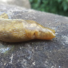 Yellow Slug