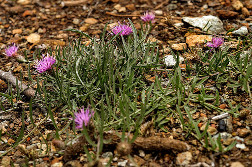 Centaurea gallaecica