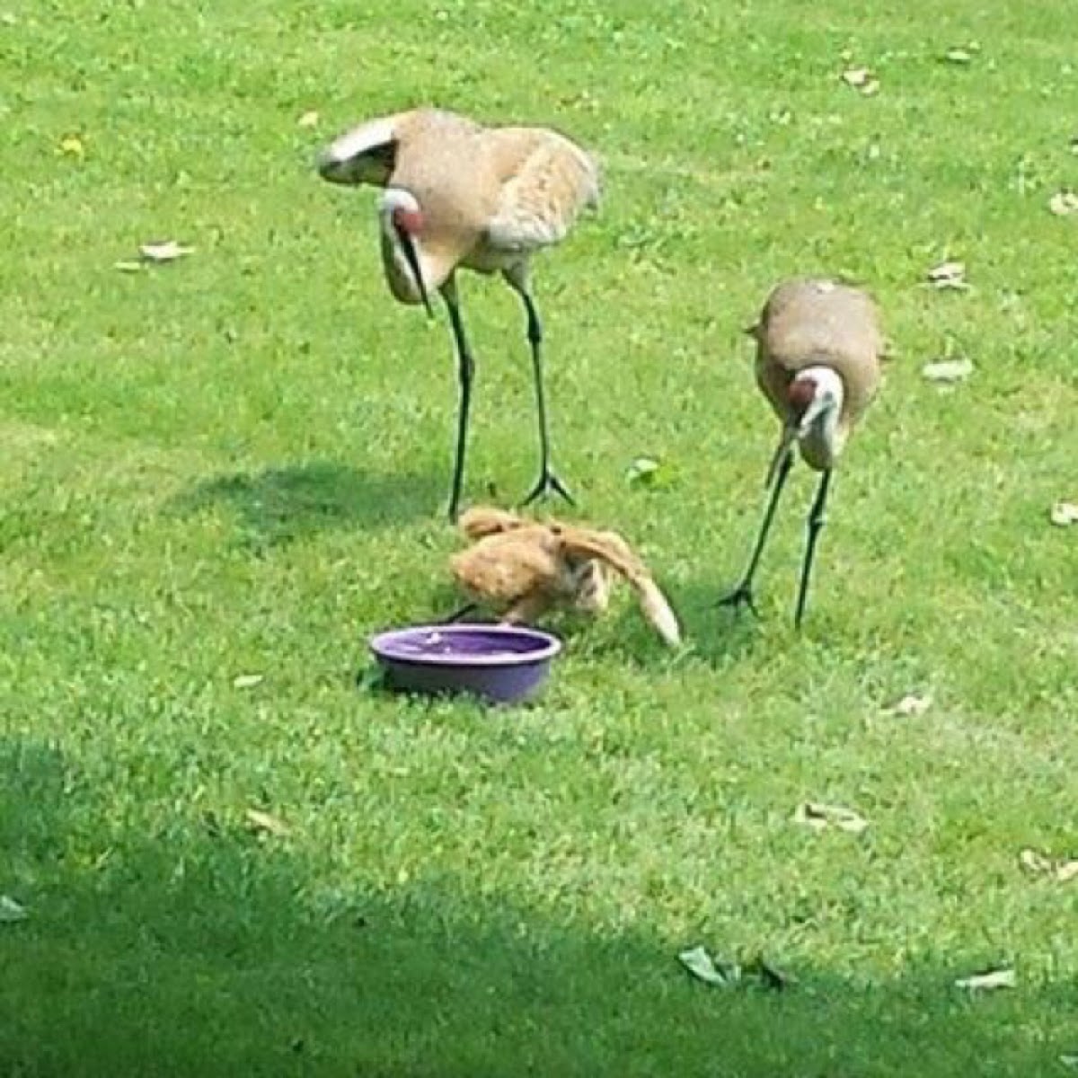 Sandhill Crane