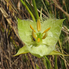 "Albino" Tiburon Mariposa Lily