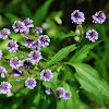 Blue Vervain