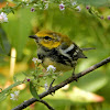 Black-throated Green Warbler