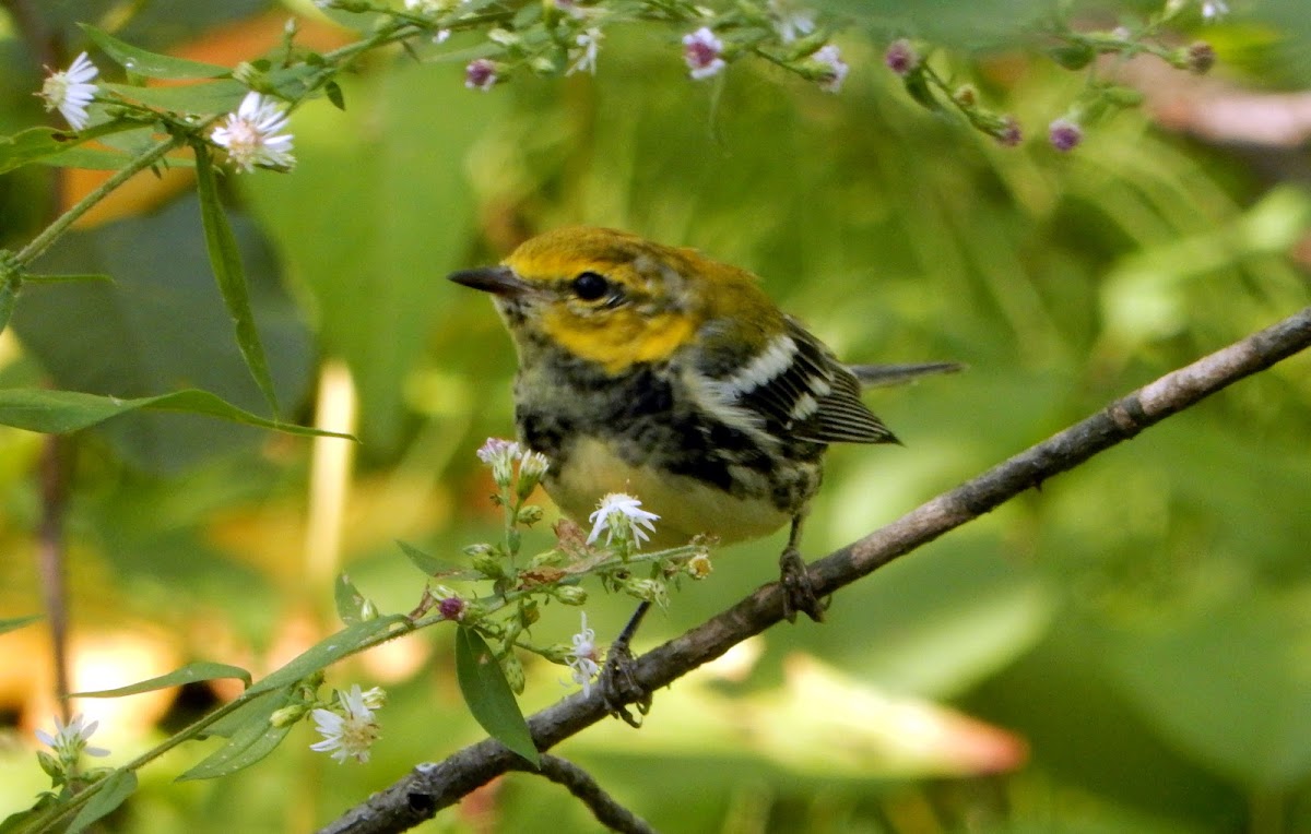 Black-throated Green Warbler