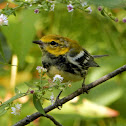 Black-throated Green Warbler