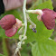 Cow Pea