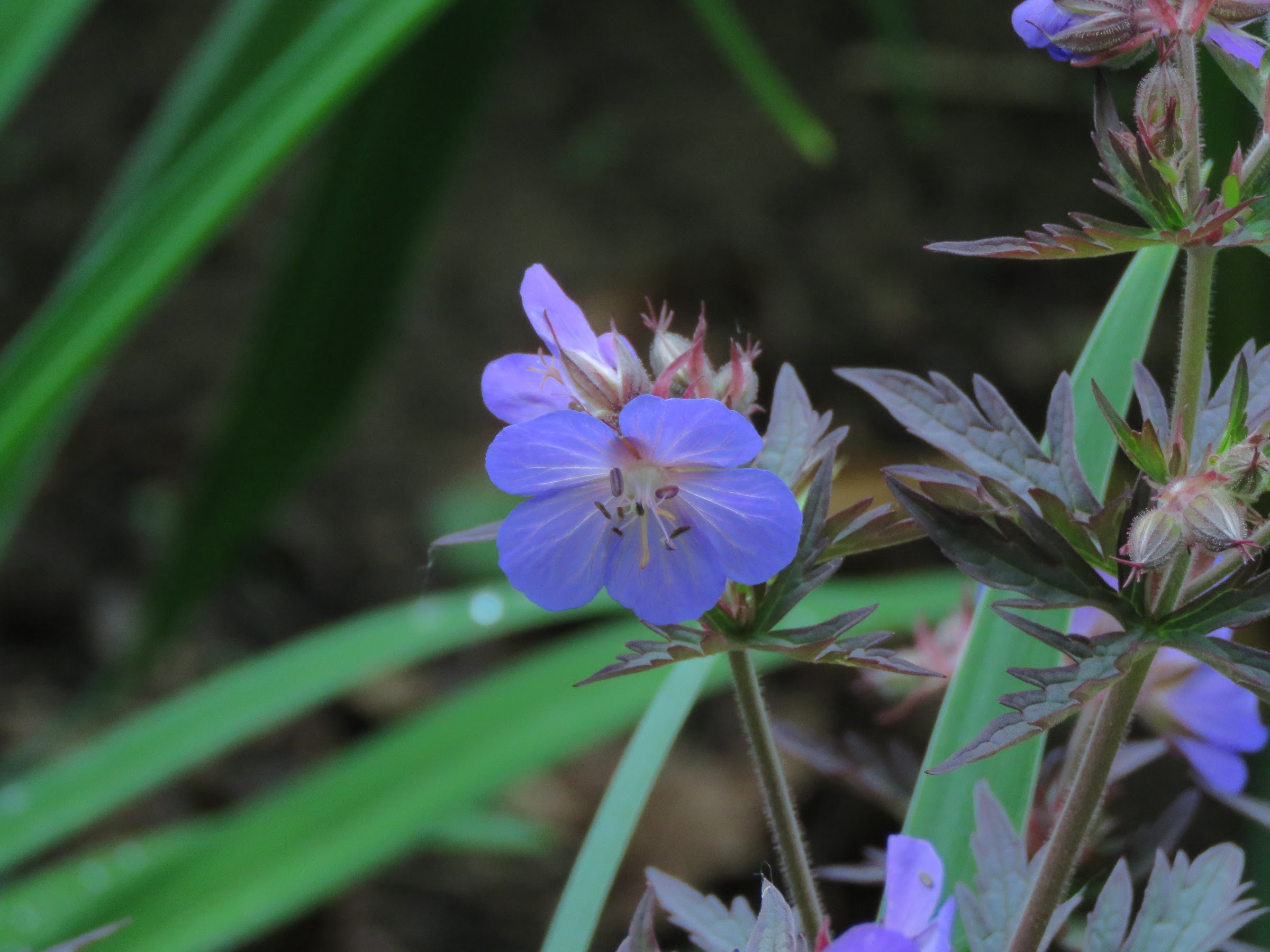 Pendant ce temps, dans le jardin de grigri... - Page 27 R4BSeIWT4CTLcWf0Im-PxERpDfT_h9nk2YX4RcNPMHPFdhDeicgl9YX5jbRJ1NOSNmmLQwfH99LCYsxbtcBM32XKHnNJQ_96LOJaCRZm90I1-dnAD4PrRs1fqFWKqkXfIa2fVEoega4=w2400