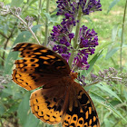 Great Spangled Fritillary