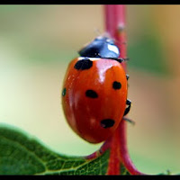 Miss Lady Bug. di 