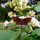 Suffused snow flat butterfly